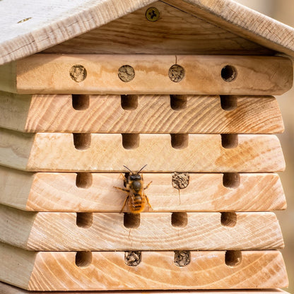 Hand-dressed nesting tunnels with mud caps and a red mason bee