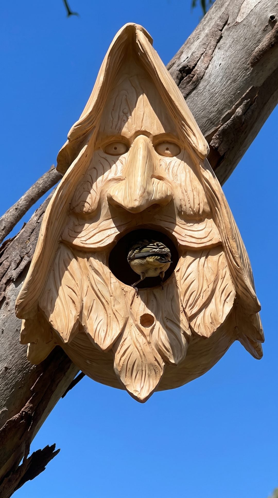 Pardalote entering the wood spirit birdhouse against blue sky