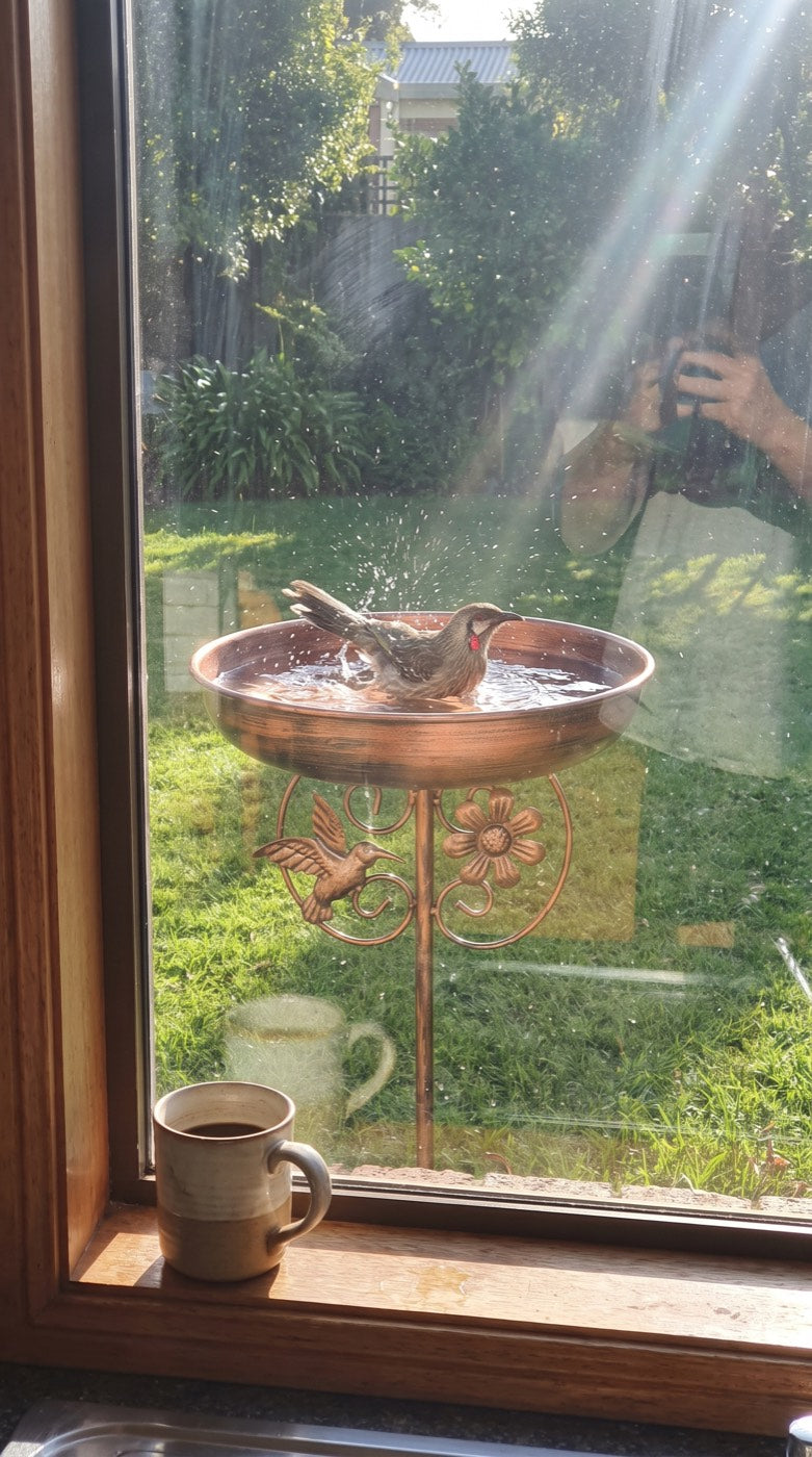Wattlebird bathing, seen from the kitchen window