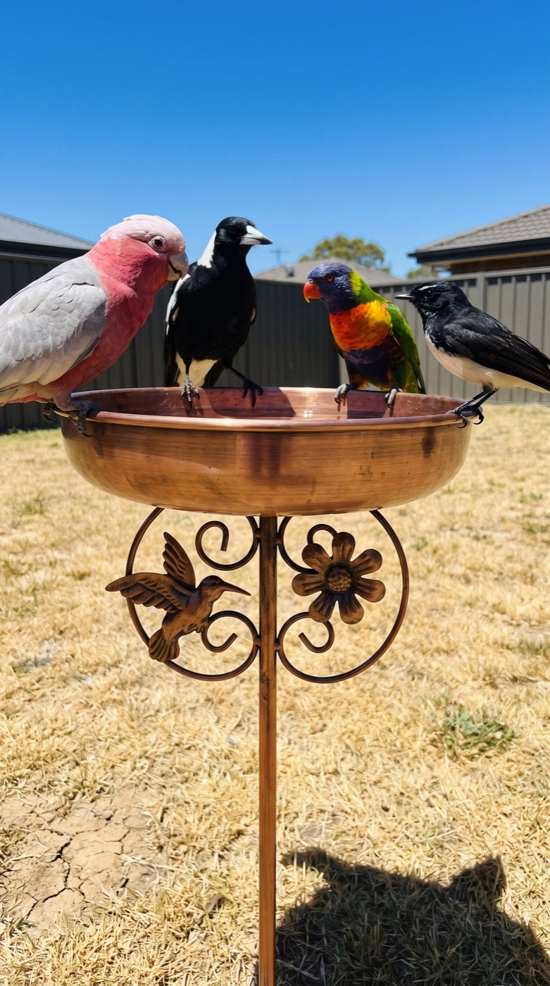 Four birds at the bird bath on a scorching summer day
