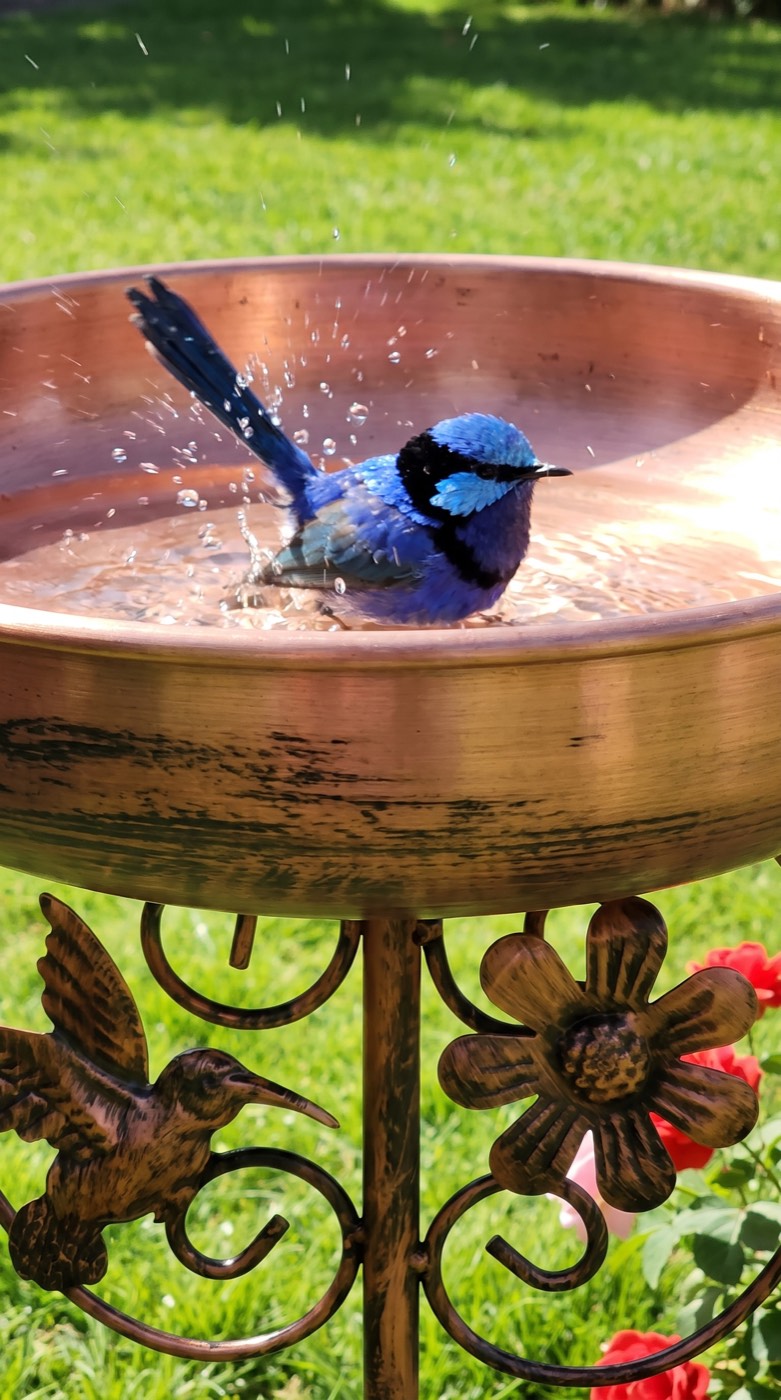 Fairy-wren splashing in the copper bowl