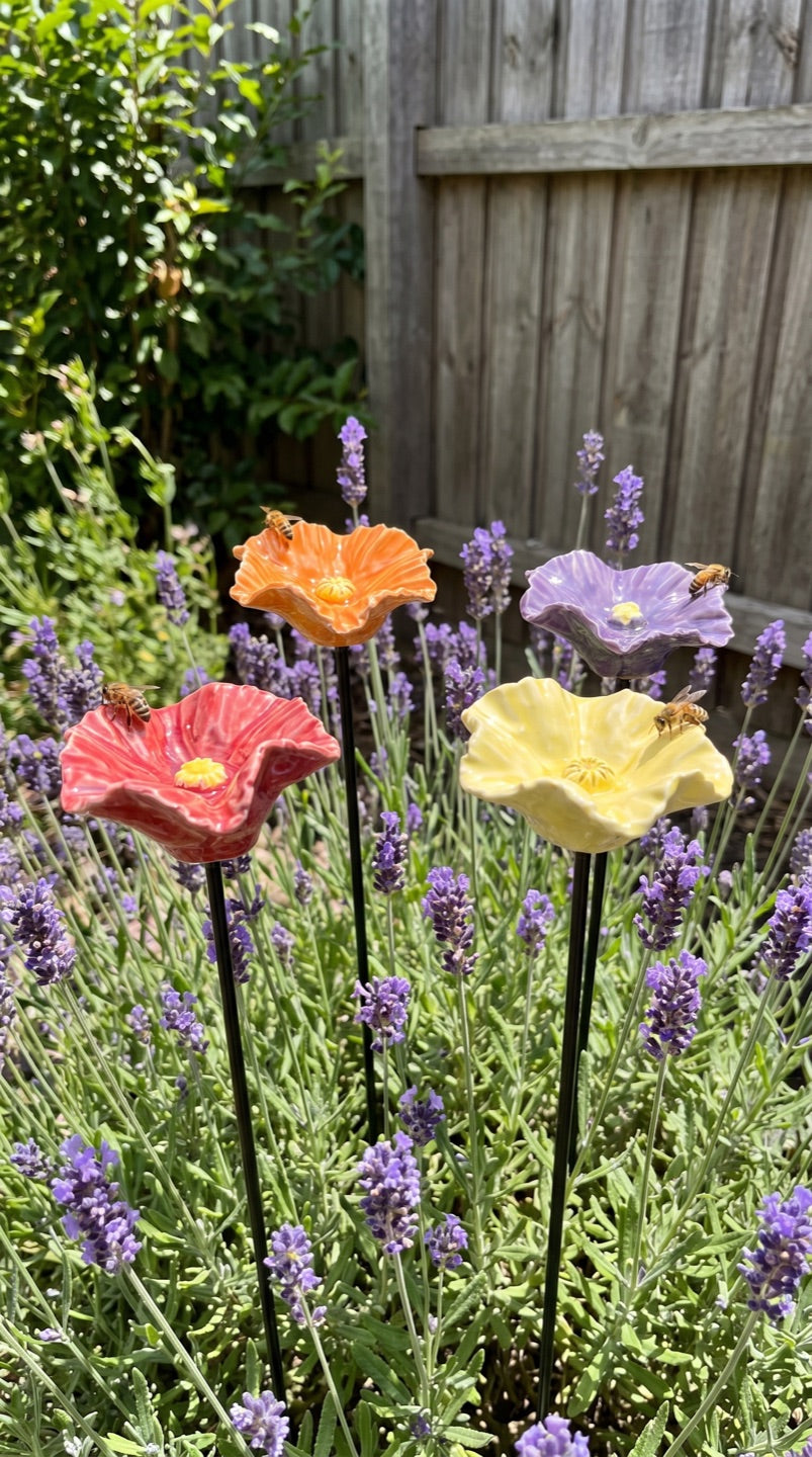 Bee Blossoms in a lavender bed, Bendigo