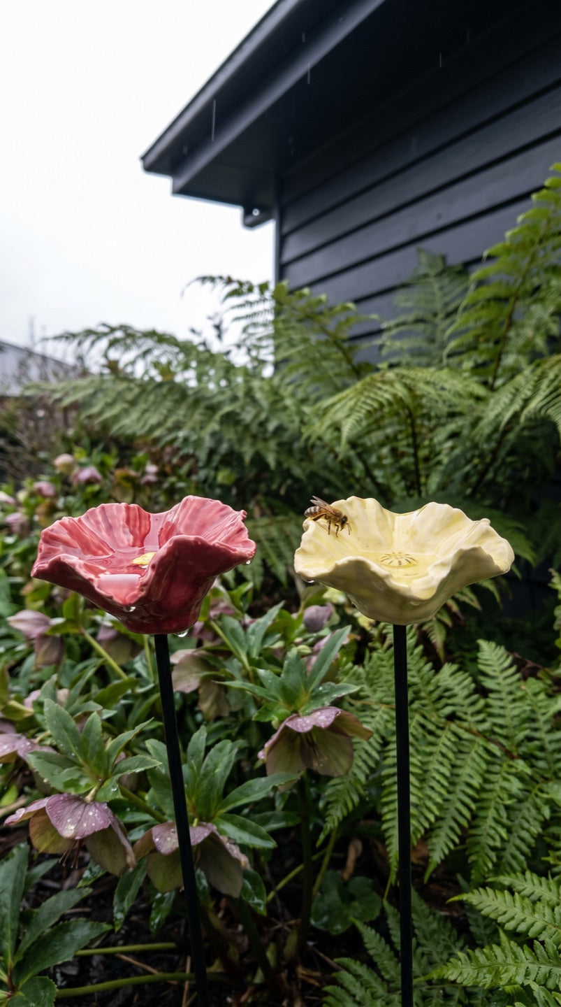 Bee Blossoms in a cool-climate Hobart garden