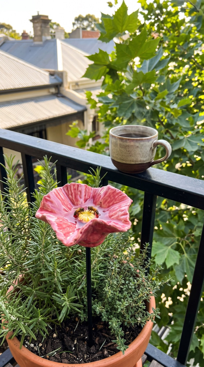 Bee Blossom on an inner-city balcony in Melbourne