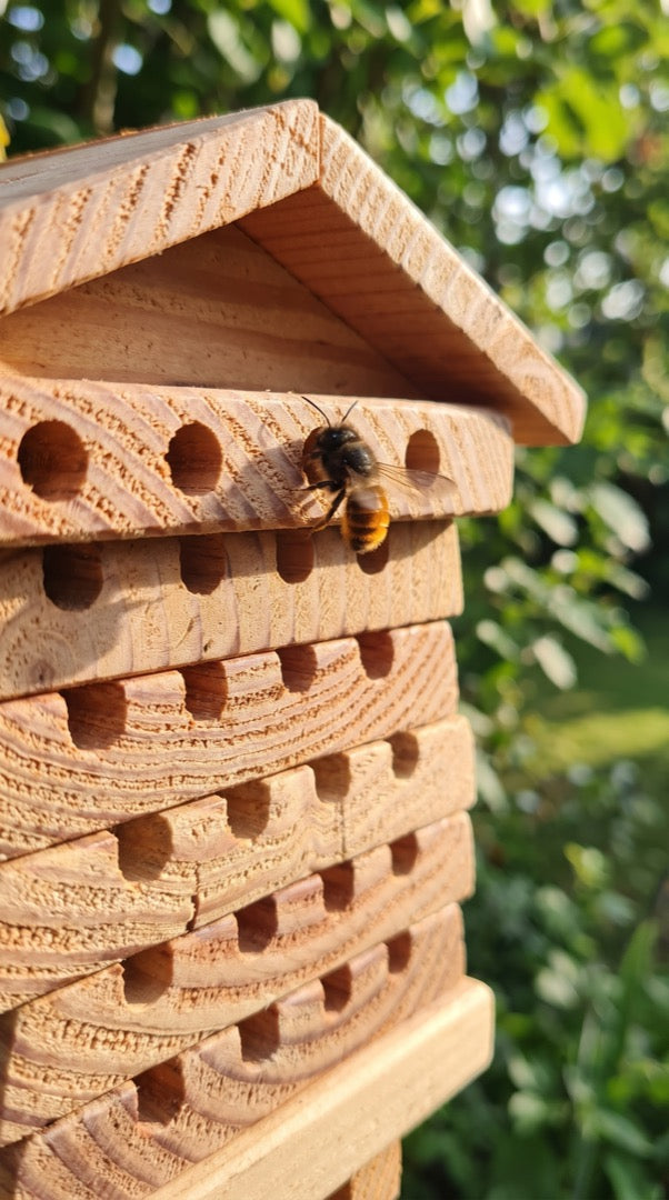 Mason bee landing on the bee hotel