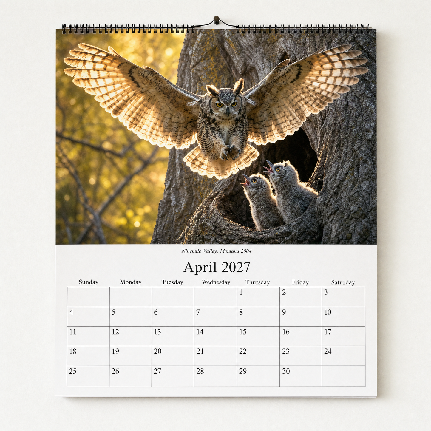 Owls edition, April 2027 - a great horned owl landing at the nest cavity while two owlets reach up