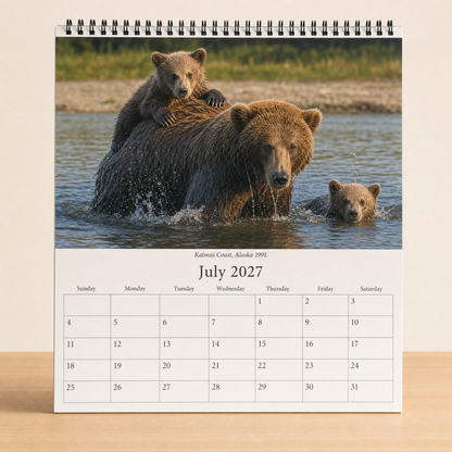 Bear Cubs edition, July 2027 - a cub riding on its mother's back as she wades the river