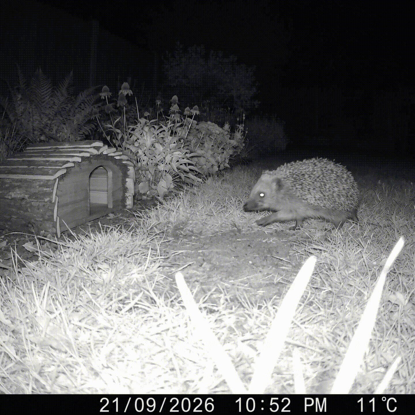 Reg's Hedgehog House