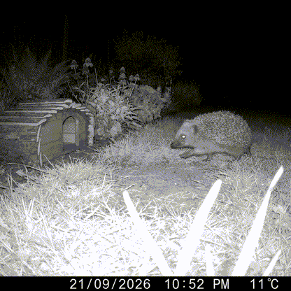 Reg's Hedgehog House