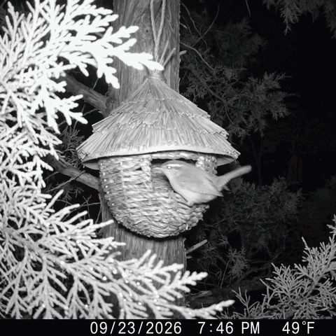 Hazel's Woven Bird House