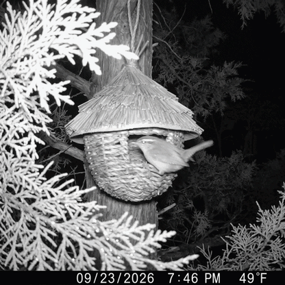 Hazel's Woven Bird House