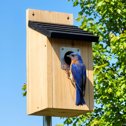 Male bluebird at the 1.5 inch entrance hole with steel collar