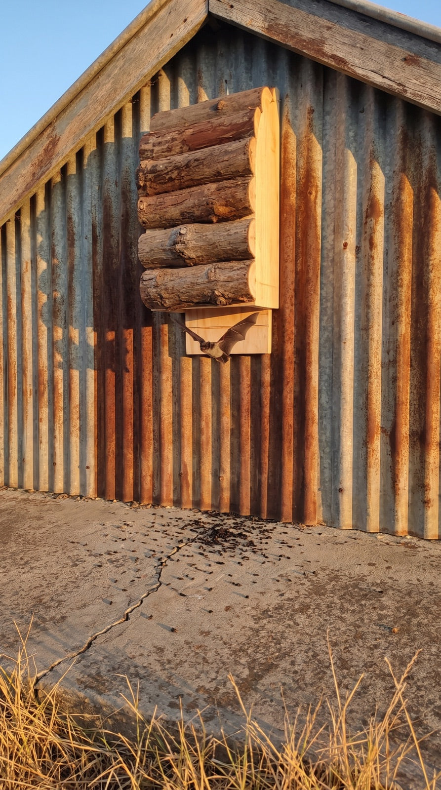 Bat box on a corrugated-iron shed gable with droppings on the concrete below