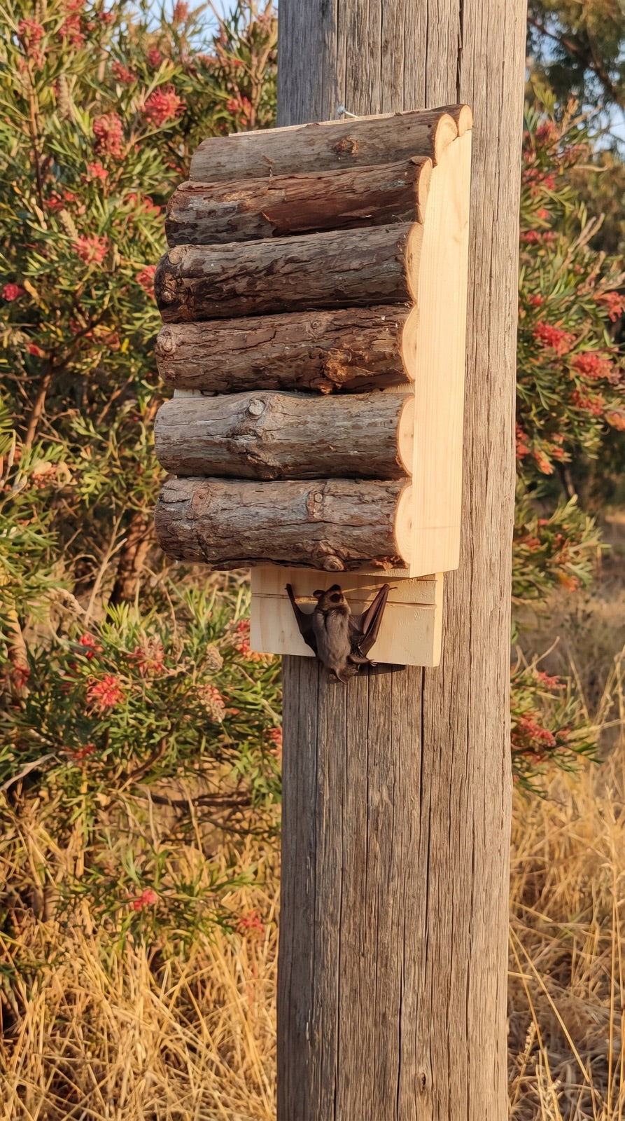 A microbat clinging to the open bottom of the bat box on a garden post