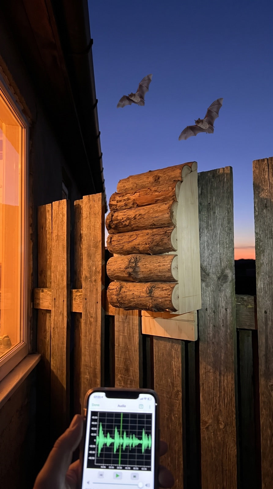 Bat box on a paling fence at dusk with a bat detector app on a phone