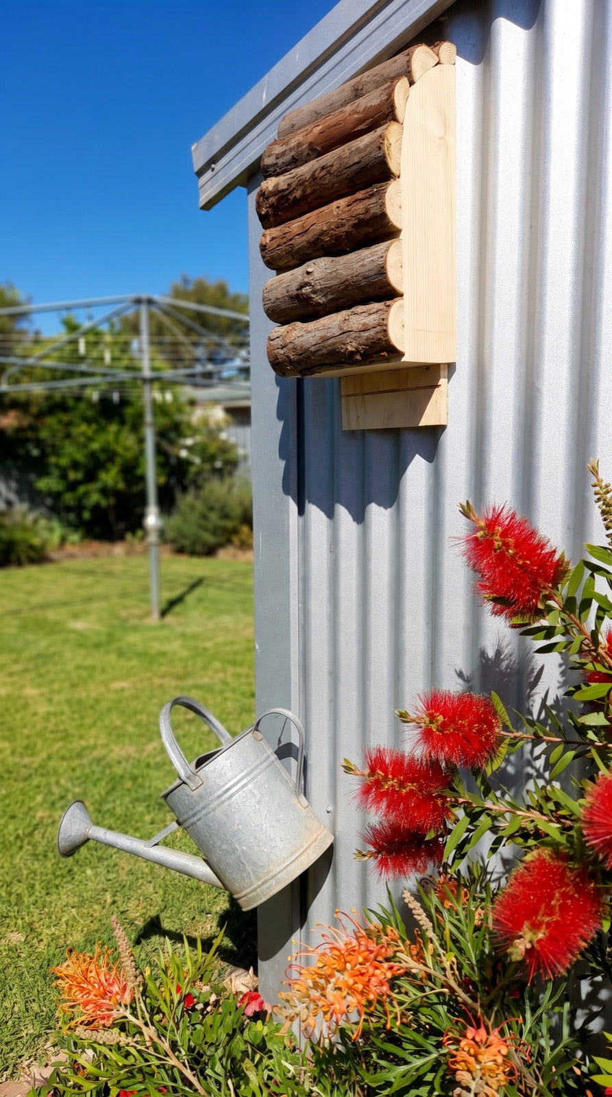 Bat box on a garden shed wall with bottlebrush and grevillea in flower