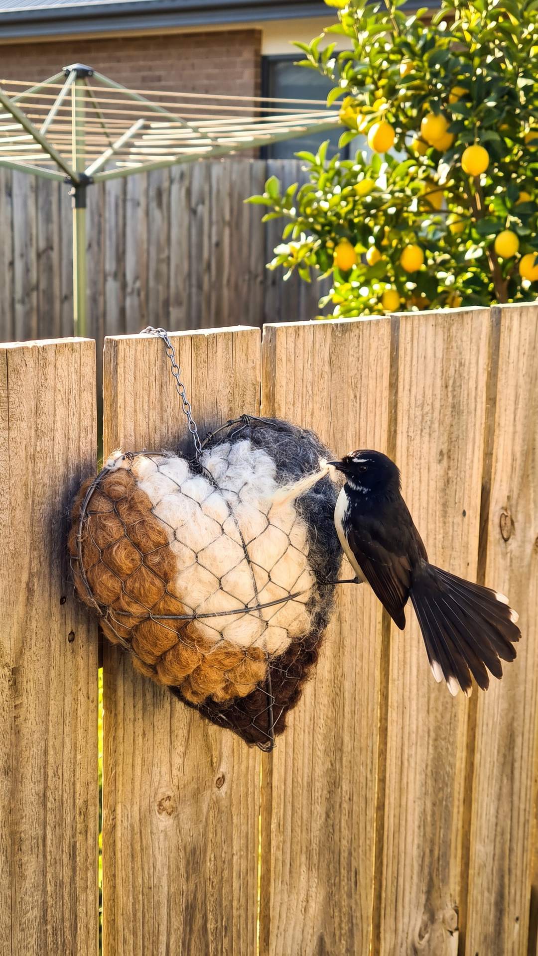 Nesting heart on a back fence with a willie wagtail