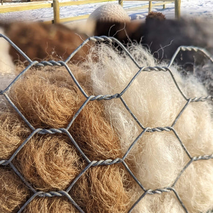 Close-up of the hexagonal wire mesh and raw alpaca fleece