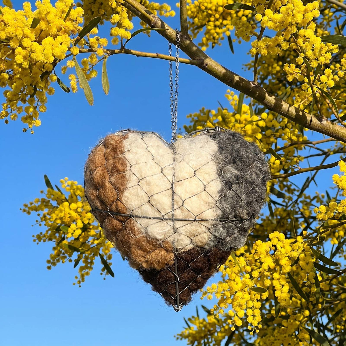 Alpaca nesting heart hanging from a flowering wattle branch