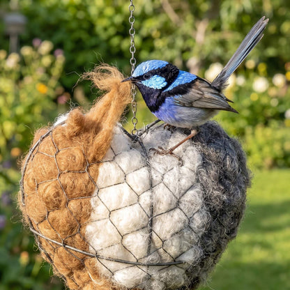 Superb fairy-wren pulling fleece from the alpaca nesting heart