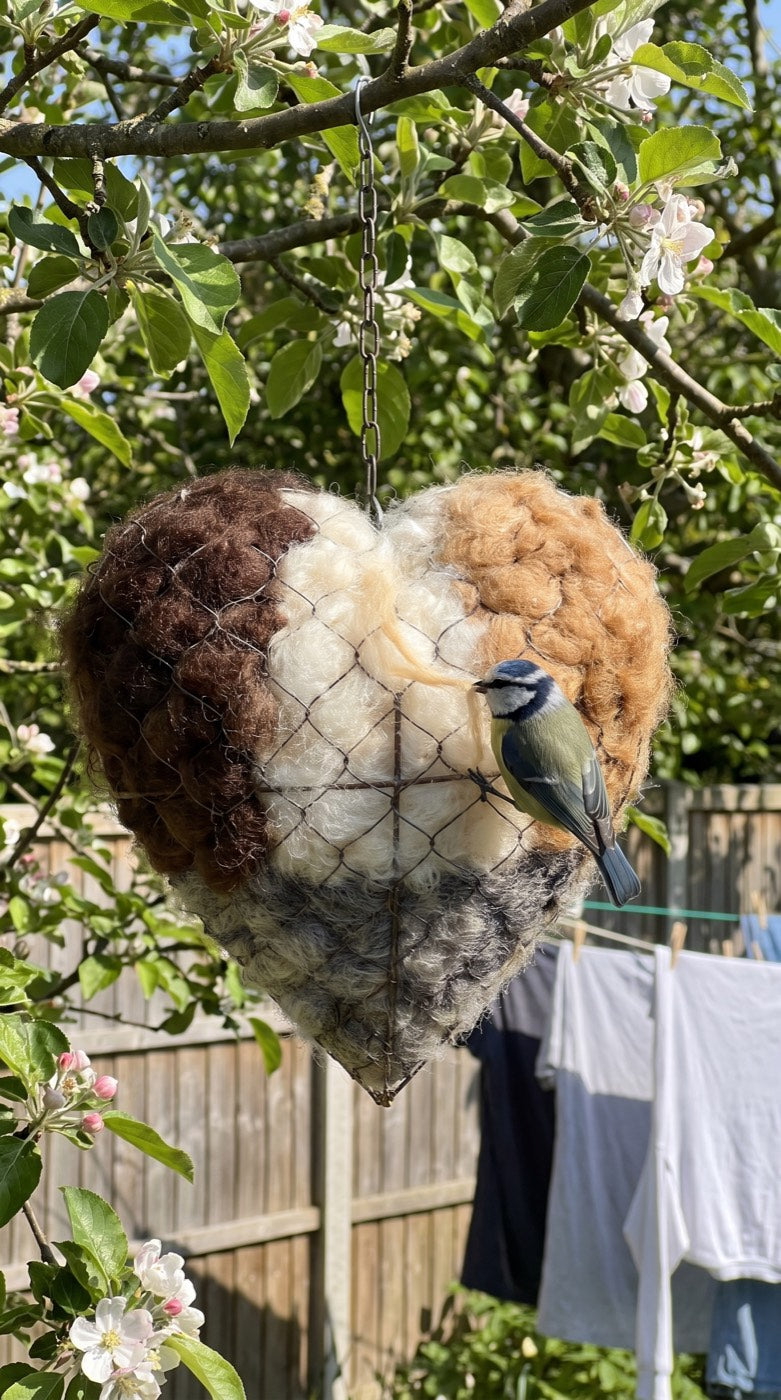 A blue tit pulling fleece from the nesting heart in an apple tree