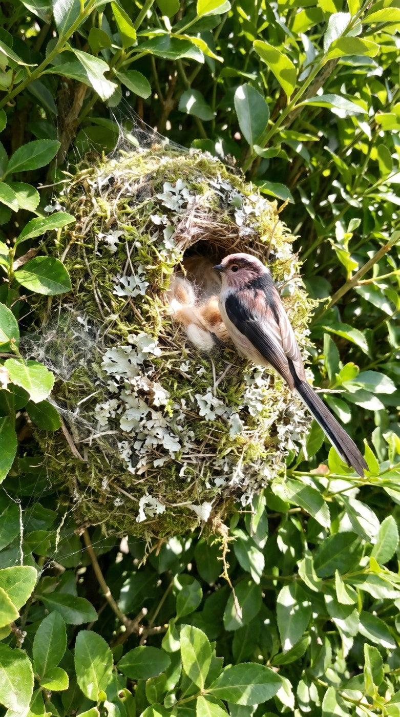 A long-tailed tit nest lined with cream alpaca fleece
