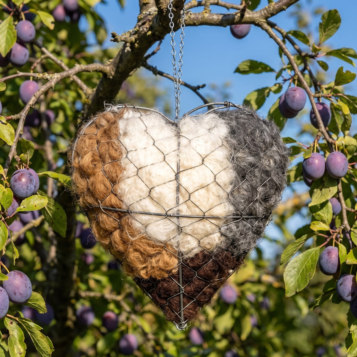 The nesting heart hanging in a damson tree against a blue sky