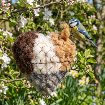 A blue tit pulling alpaca fleece from the nesting heart